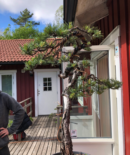 scots pine yamadori bonsai